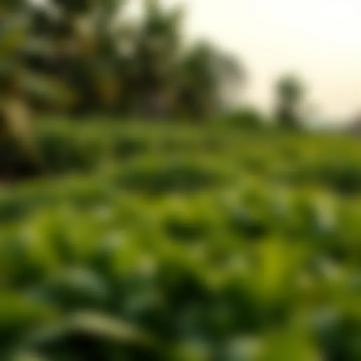 Lush green fields with diverse crops reflecting agricultural productivity and natural resources in Pakistan